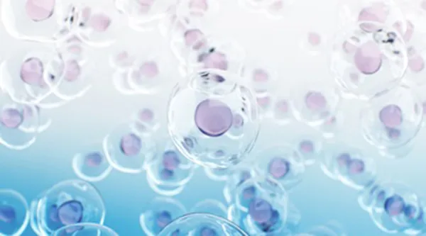 Cell Culture Ingredients