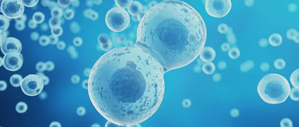Mutagenesis and Cloning