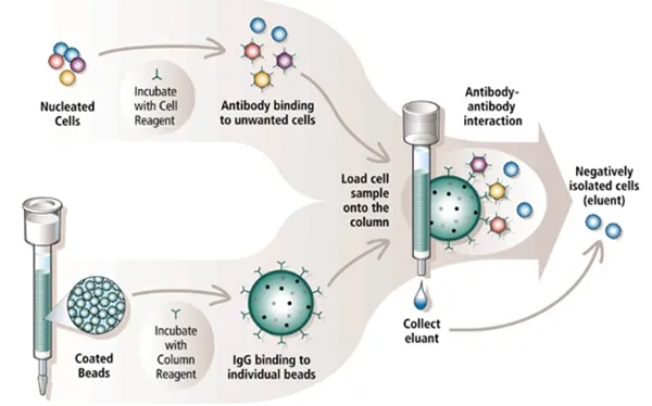 CELL PURIFICATION IMMUNOCOLUMNS