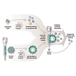 CELL PURIFICATION IMMUNOCOLUMNS