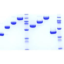 Bioconjugation