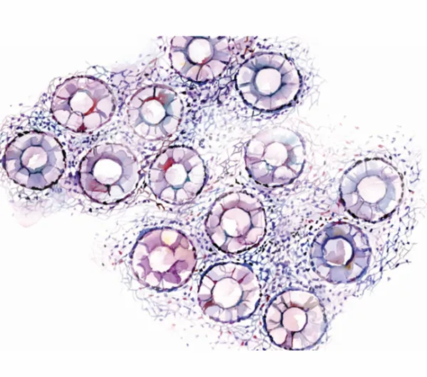 Animal Primary Cells