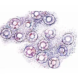 Animal Primary Cells