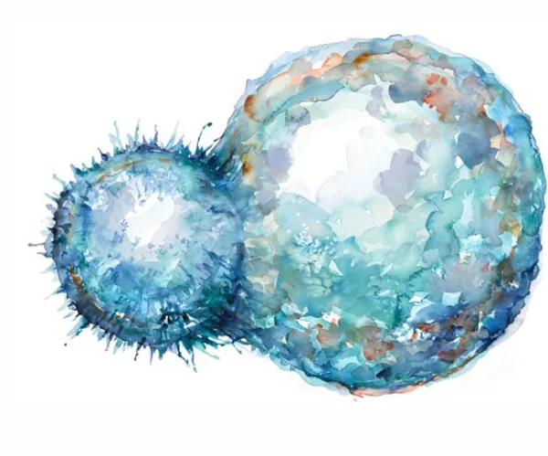 GMP-compliant Human Cells