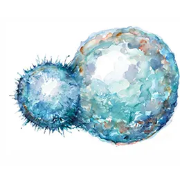 GMP-compliant Human Cells