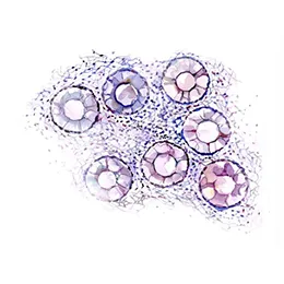 Research Use Only Human Cells