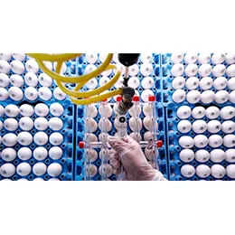 Avian Vaccine Services