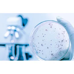 Antimicrobial Preservative Effectiveness Test