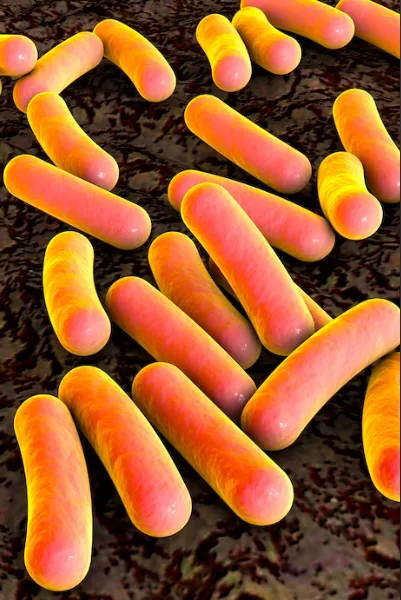 Gram negative Lysins