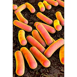 Gram negative Lysins