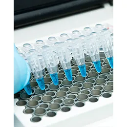 Preformulation