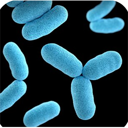 Bacteria Archaea - 16S rDNA Sequencing