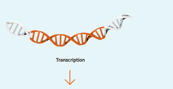DNA