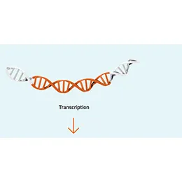 DNA