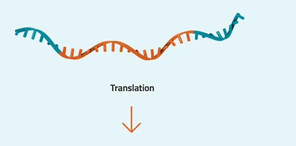 MRNA