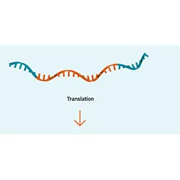 MRNA