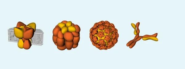 Proteins