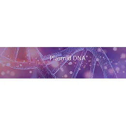 Plasmid DNA