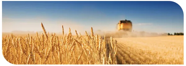 Seed Treatment