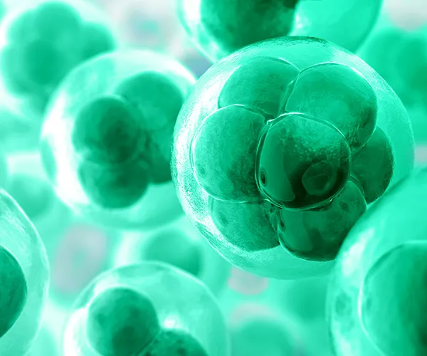 Cell Line Development