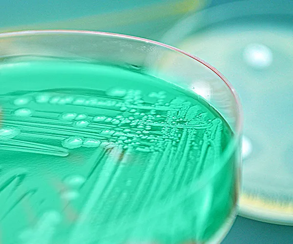 PAVEway Microbial Expression Platform