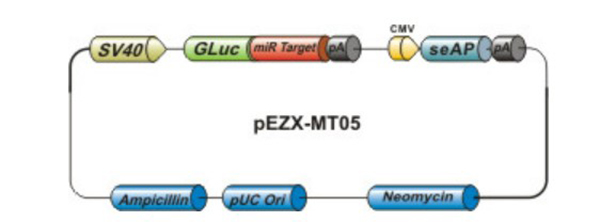 MiTarget 3 UTR miRNA Target Clones