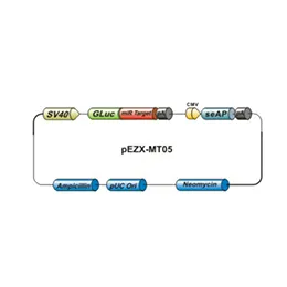 MiTarget 3 UTR miRNA Target Clones