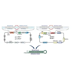 OmicsLink shRNA Clone Collections