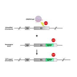 Transgenic Mouse Services