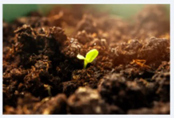 Compostable labels