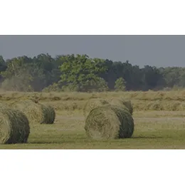Grass Labels