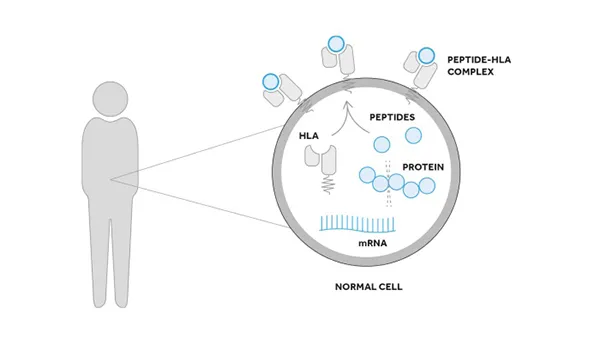T cells & Solid Tumors