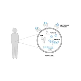 T cells & Solid Tumors