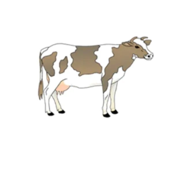 Innovative Grade US Origin Bovine Acetabulum