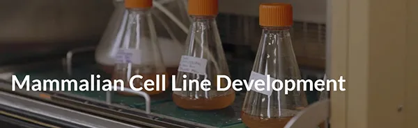 Mammalian Cell Line Development