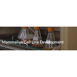 Mammalian Cell Line Development