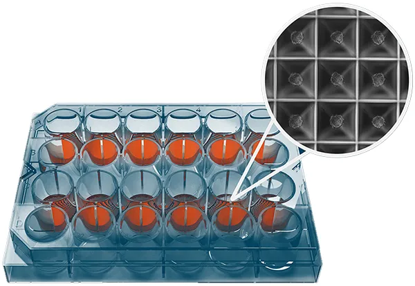 Sphericalplate 5D