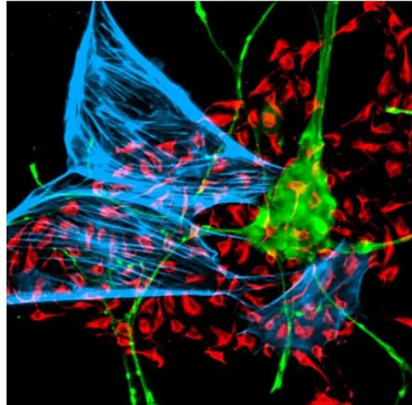 Cell biology