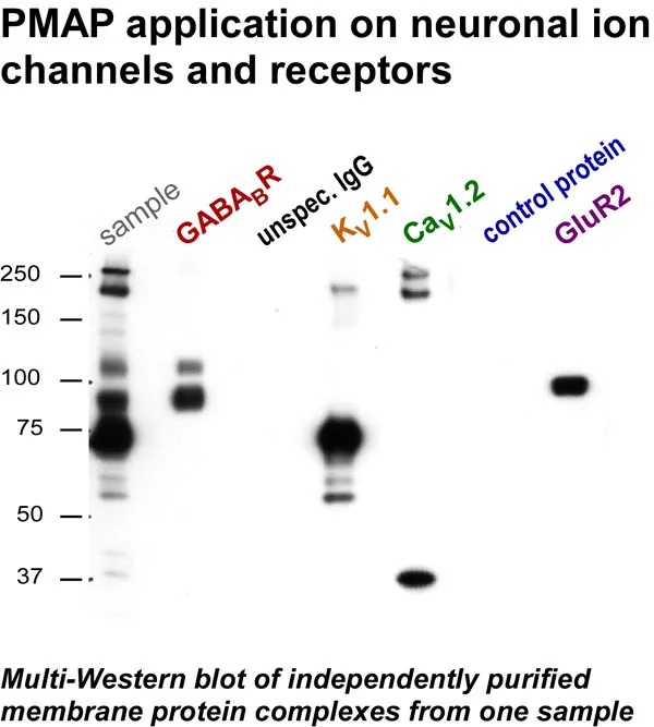 Micro-affinity Protein Purification