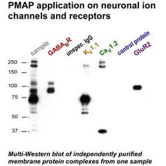 Micro-affinity Protein Purification