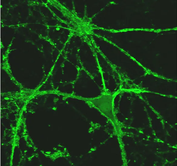 Cell Surface Markers