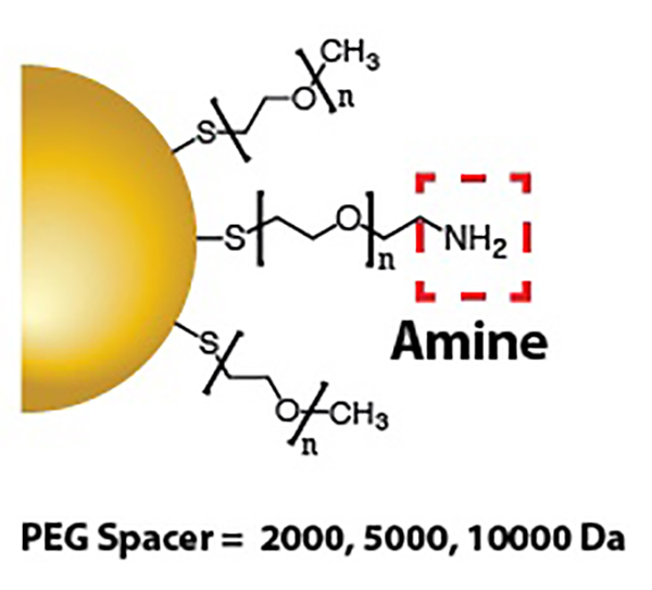 Gold Nanoparticles - Amine