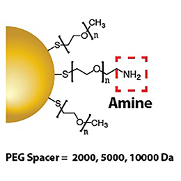 Gold Nanoparticles - Amine