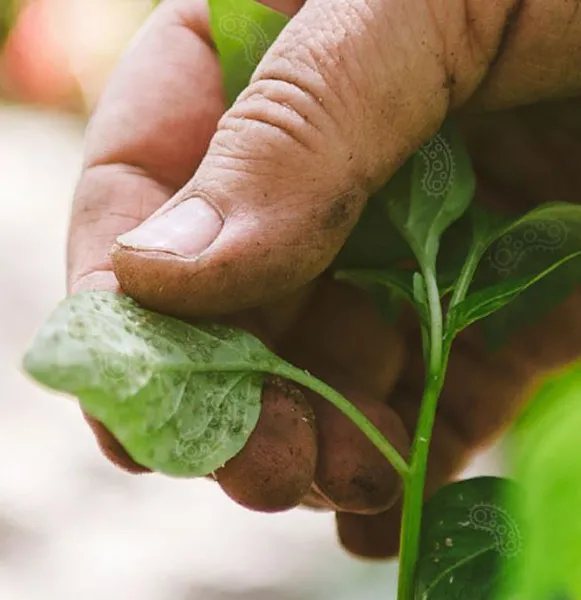 Plant Pathogen Detection