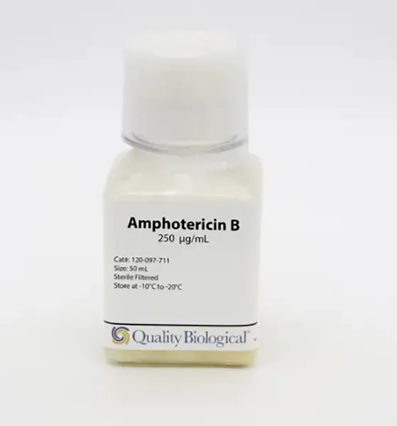 Amphotericin B