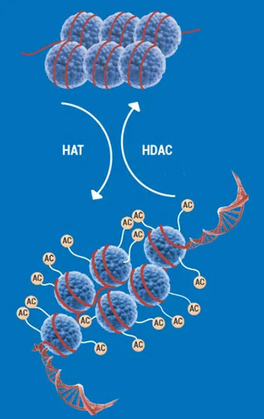 ACETYLTRANSFERASES