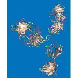 ANTIBODIES