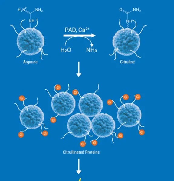 ARGININE DEIMINASE AND PROTEINS