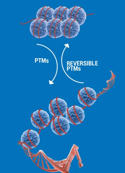 EPIGENETIC ENZYMES