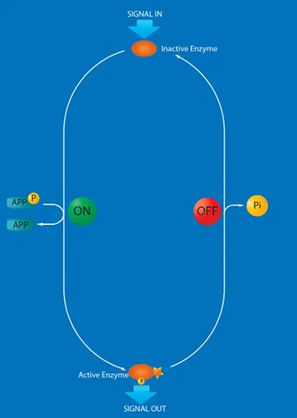 PHOSPHATASES